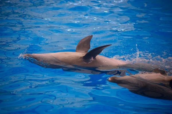 Dwa delfiny z bliska. Phuket. — Zdjęcie stockowe