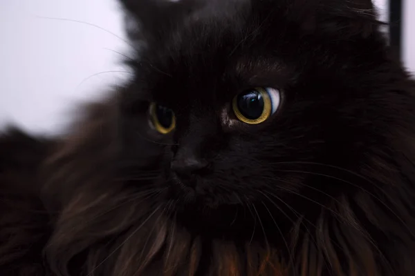 Retrato de gato preto — Fotografia de Stock