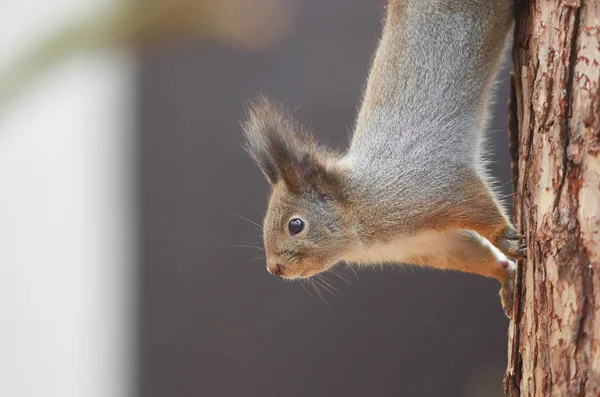 Doğu Gri Sincap (Sciurus carolinensis)