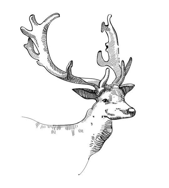 Deer head doodle sketch — Stock Vector