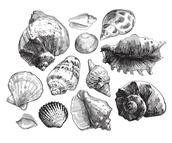 Ensemble croquis coquillages de mer — Image vectorielle