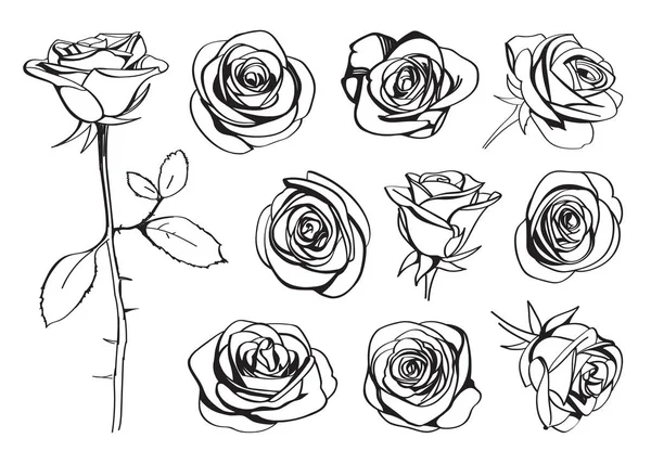 Set Roses Dessiné Main Ligne Noire Fleurs Roses Silhouettes Inflorescentes — Image vectorielle