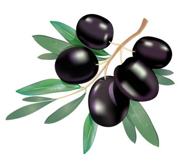 Gerçekçi 3d Siyah Zeytin dalı ile izole üzerinde beyaz arka plan bırakır. Vektör çizim