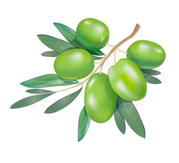 Realistische Grüne Olivenzweig Mit Blättern Isoliert Auf Weißem Hintergrund Vektorillustration — Stockvektor