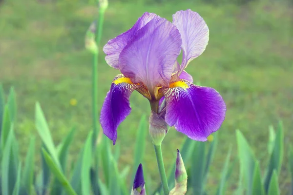 Sakallı Mor Iris Çiçek Bahçesinde Tasarımınız Için Tam Bloom Çiçek — Stok fotoğraf