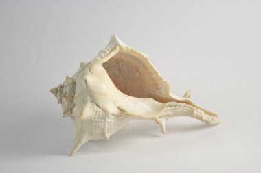 Deniz kabuğu delikli yatay konumu