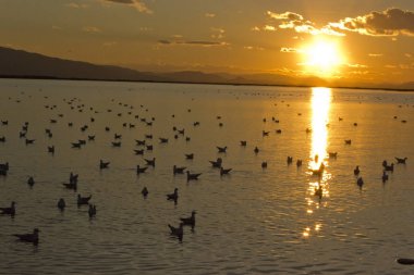Sunset Bay ile kuşlar / günbatımı fotoğrafı ile Bay kuşlar