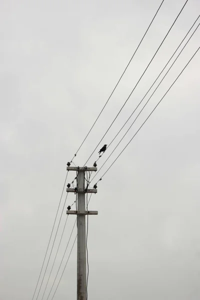 Schwarzer Vogel Auf Stromkabel Foto Eines Schwarzen Vogels Auf Stromkabel — Stockfoto
