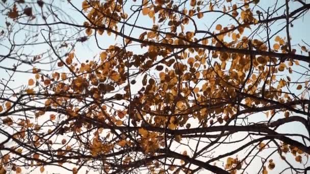 Autumn yellow leaves in winter against a blue sky — 비디오