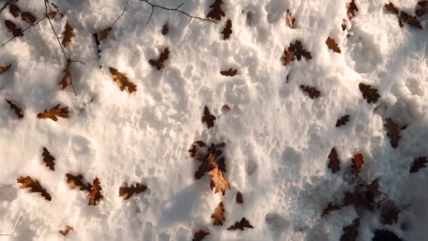 feuilles d'automne tombées dans la neige 
