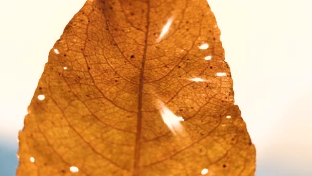 Yellow leaf at sunset in winter close up — Stok video