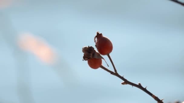 Τριανταφυλλιά το χειμώνα στο ηλιοβασίλεμα σε φόντο μπλε χιονιού — Αρχείο Βίντεο