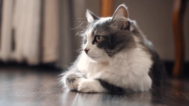 Krásná roztomilá kočka úhledně jde spát — Stock video