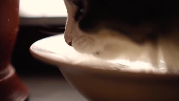 猫从盘子里喝水 — 图库视频影像