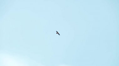 Kartal gökyüzünde uçar