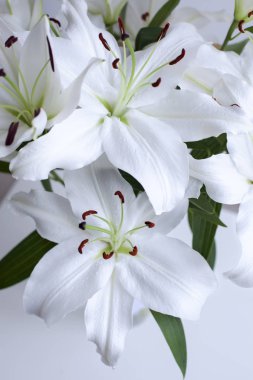 lilyum beyaz zemin üzerine buket