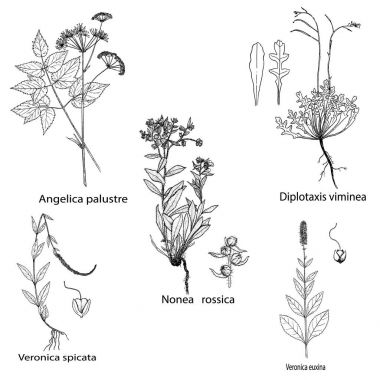 Otlar ve baharatlar ayarlayın. Elle çizilmiş nonea rossica, veronica, diplotaxis ve angelica palustre bitkiler. Etiketler için botanik resimler oyma. Şifa kır çiçekleri çizimler vektör