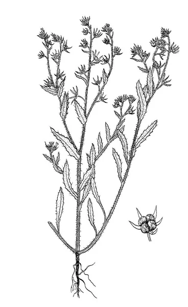 Lycopsis arvensis botánica dibujado a mano imágenes — Archivo Imágenes Vectoriales