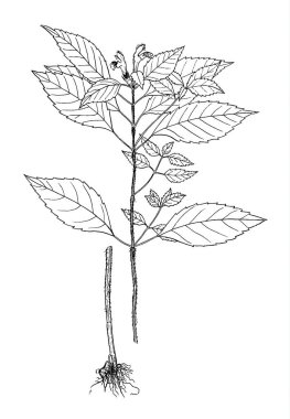 Galeopsis speciosa botanik illüstrasyon