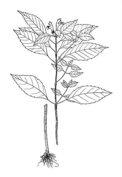 Galeopsis speciosa illustration botanique — Image vectorielle