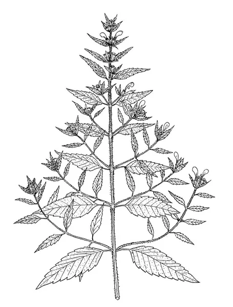 Galeopsis ladanum botanical illustration — Stock Vector