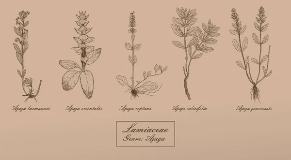 Vecteur dessiné à la main collection d'herbes — Image vectorielle
