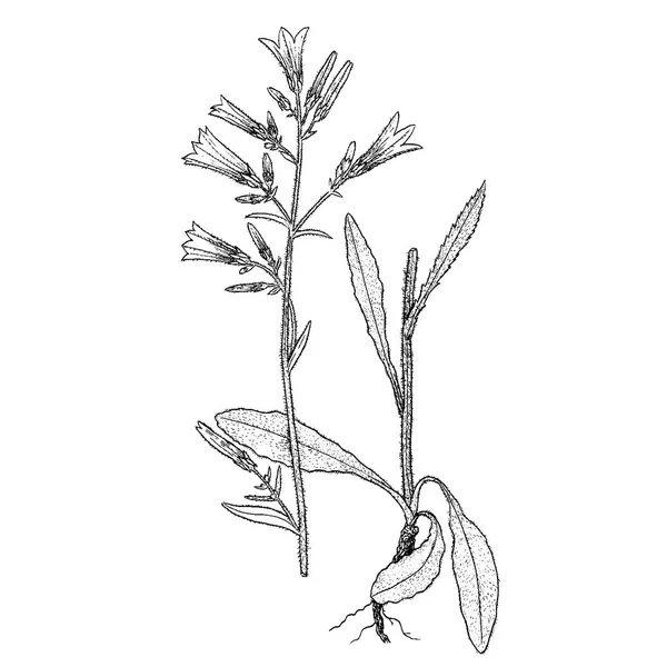 Campanula praecox illustration — 图库矢量图片