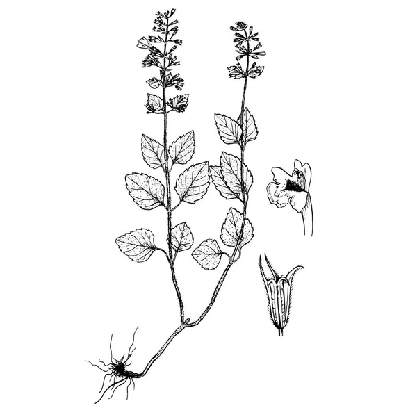 Calamintha menthifolia gravures — Image vectorielle