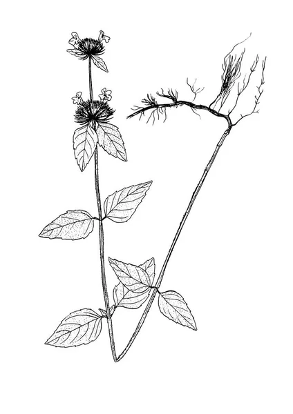 Clinopodium vulgare sketch — 图库矢量图片