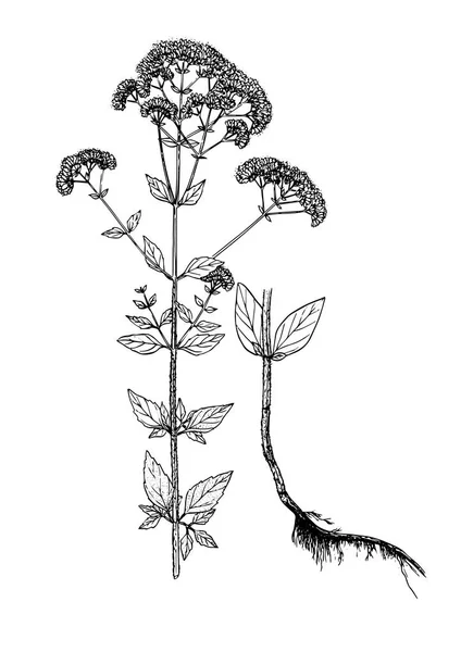 Origanum vulgare bosquejo botánico — Archivo Imágenes Vectoriales