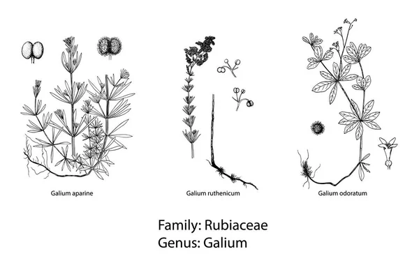 Uppsättning av botaniska illustration — Stock vektor