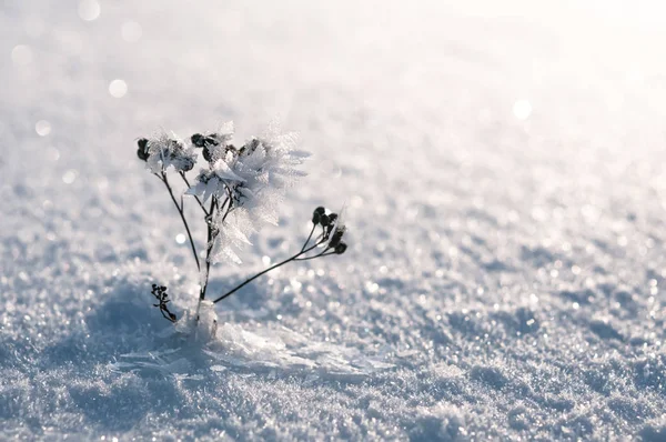 Güneşli bir günde hoarfrost artış kar yukarıda uzun dallar bitki kaplı