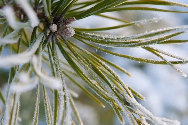 Sedir şube Çam iğneleri ve Genç koni ile hoarfrost ile kaplı
