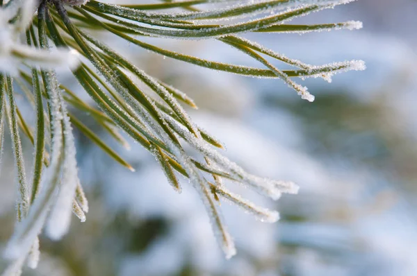 Sedir hoarfrost ile kaplı Çam iğneleri