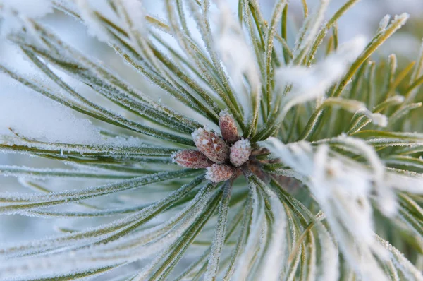 Sedir şube Çam iğneleri ve Genç koni ile hoarfrost ile kaplı