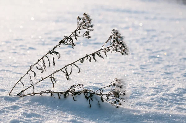 Güneşli bir günde hoarfrost artış kar yukarıda uzun dallar bitki kaplı