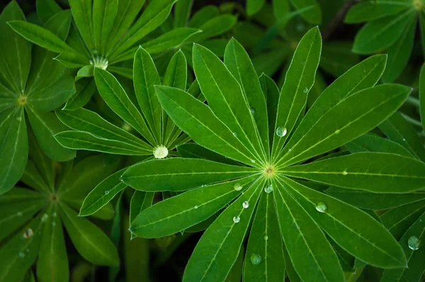Pointed green leaves with drops of dew. View from above