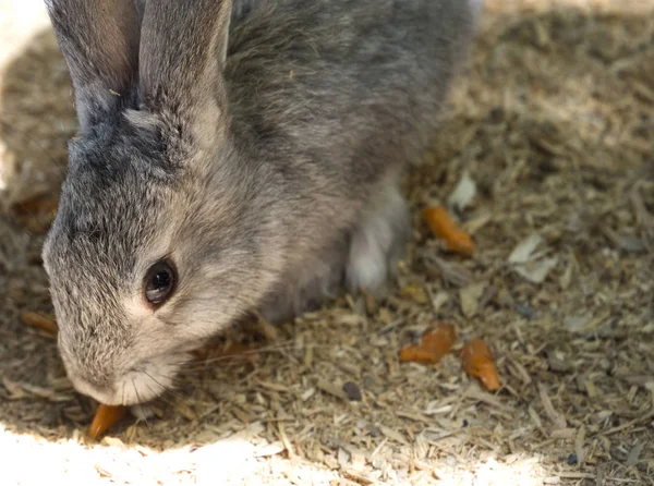 Children feed rabbit in contact petting zoo