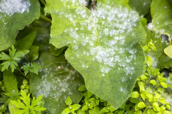 Populier pluisjes van cottonwood in de stad op de planten — Stockfoto