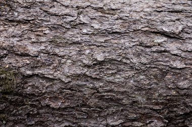 Ağaç kabuğu dokusu