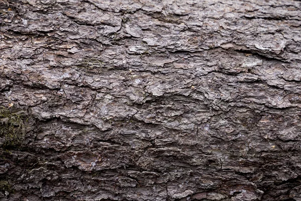 Ağaç kabuğu dokusu
