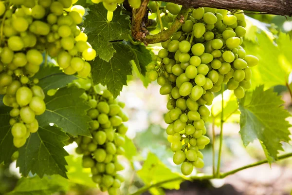 Uvas brancas jovens e suculentas de uma vinha em um dia ensolarado — Fotografia de Stock