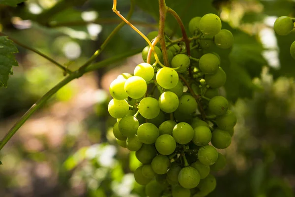 Uvas brancas jovens e suculentas de uma vinha em um dia ensolarado — Fotografia de Stock