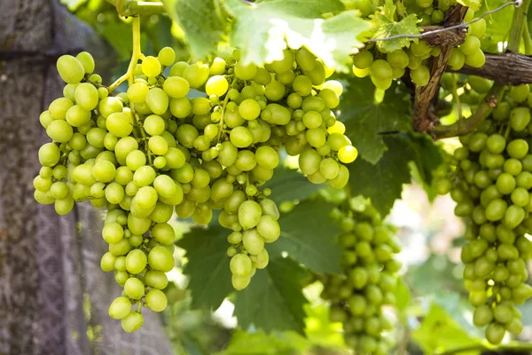 Uvas brancas jovens e suculentas de uma vinha em um dia ensolarado — Fotografia de Stock