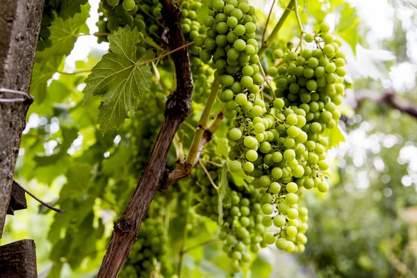 Raisins blancs jeunes et juteux d'un vignoble par une journée ensoleillée — Photo