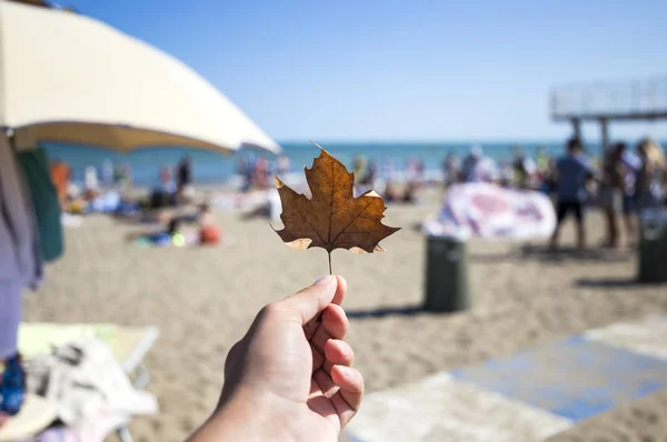 Осінній пляж - перший осінній лист біля моря — стокове фото