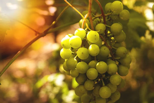 Raisins blancs jeunes et juteux d'un vignoble par une journée ensoleillée — Photo