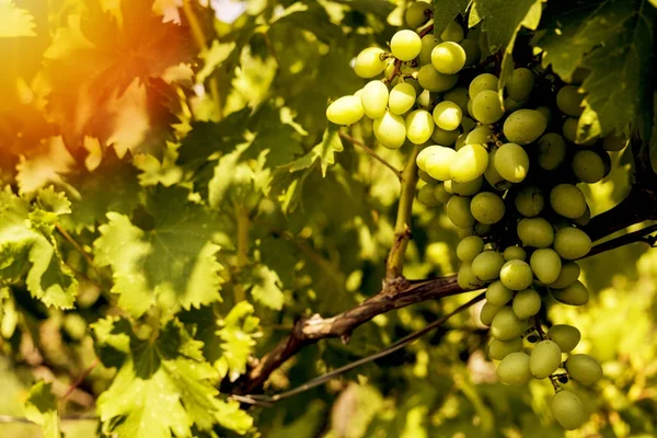 Uvas brancas jovens e suculentas de uma vinha em um dia ensolarado — Fotografia de Stock