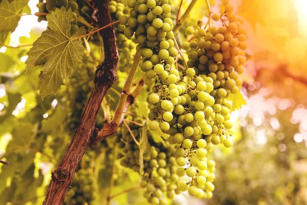 Raisins blancs jeunes et juteux d'un vignoble par une journée ensoleillée — Photo