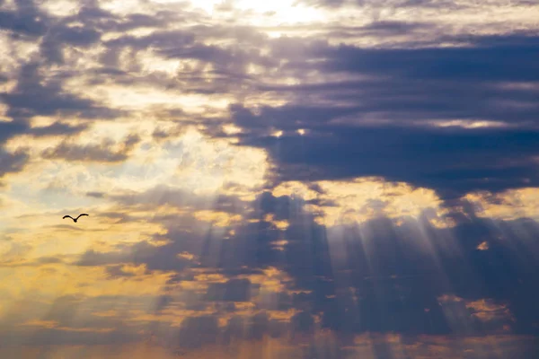 A flying seagull against the background of the rays of the sun passing through clouds on the setting sun sky — Stock Photo, Image
